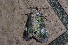 Anacronicta okinawensis