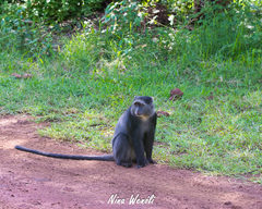 Cercopithecus mitis manyaraensis