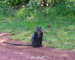 Cercopithecus mitis manyaraensis