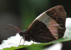 Pedaliodes peruda