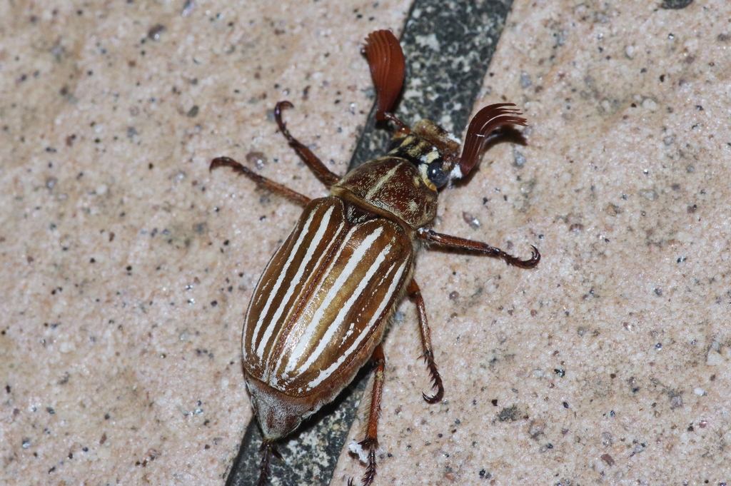 Polyphylla schoenfeldti