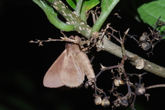 Dendrolimus okinawanus