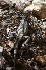 Sceloporus graciosus vandenburgianus