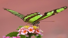 Philaethria dido