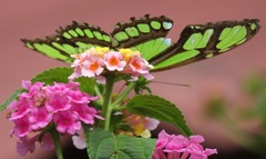 Philaethria dido