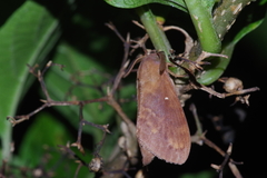 Dendrolimus okinawanus