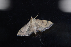 Omiodes decisalis