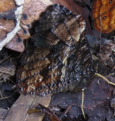 Panyapedaliodes drymaea