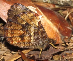 Panyapedaliodes drymaea