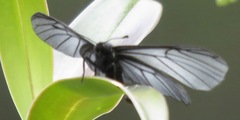Styx infernalis