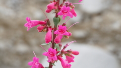 Penstemon clevelandii clevelandii