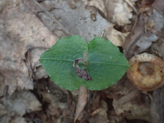 Neottia smallii