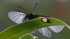 Styx infernalis