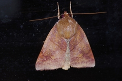 Xenochroa internifusca