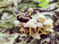 Mycena