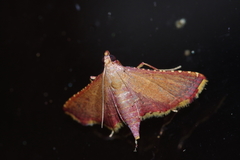 Endotricha minialis