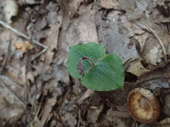 Neottia smallii