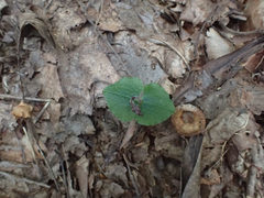 Neottia smallii