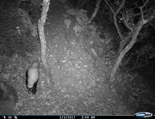 American Hog-nosed Skunk