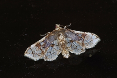 Omphisa anastomosalis