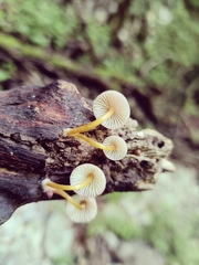 Mycena