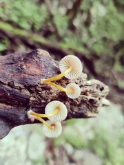 Mycena
