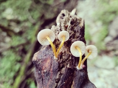 Mycena