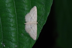 Scopula personata