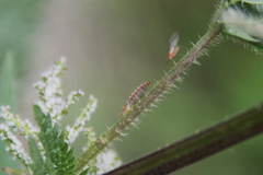 Chrysoperla carnea