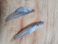 Poeciliidae