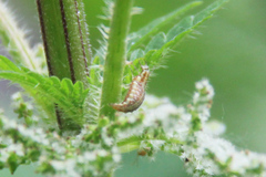 Chrysoperla carnea