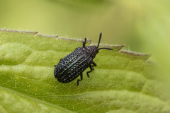 Microrhopala excavata