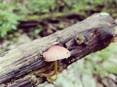 Mycena