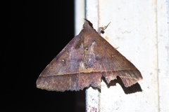 Hypospila bolinoides