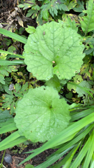 Alliaria petiolata