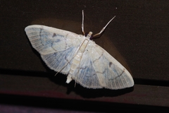 Paranacoleia lophophoralis