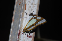 Polyura weismanni
