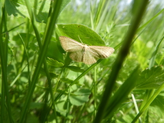 Idaea pallidata