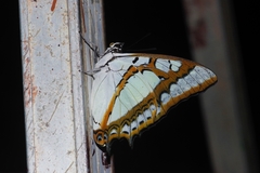Polyura weismanni