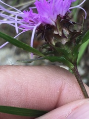 Liatris compacta
