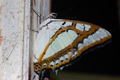 Polyura weismanni