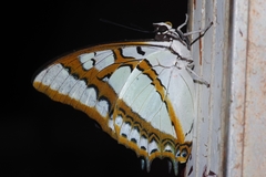 Polyura weismanni