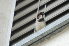 Passer domesticus × italiae