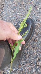 Rumex chrysocarpos