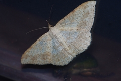 Luxiaria mitorrhaphes