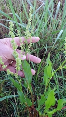 Rumex chrysocarpos
