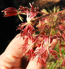 Pelargonium caffrum