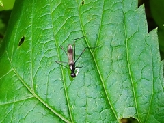 Rainieria calceata