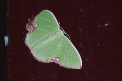 Comibaena procumbaria