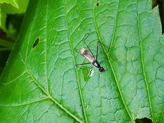 Rainieria calceata